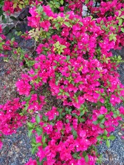 pink flowers in the garden