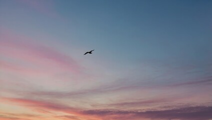 Fototapeta premium Bird flying at sunset with gradient from pink to blue