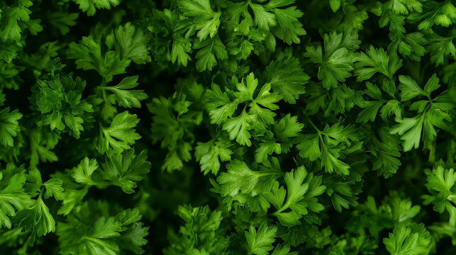 a close-up, top-down view, texture background of parsley puree filling the frame with its vibrant green color and smooth consistency