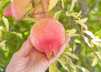 Older Caucasian female hand picking a fresh pomegranate off the tree.Botanical name Punica granatum