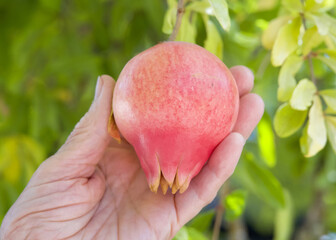 Older Caucasian female hand picking a fresh pomegranate off the tree.Botanical name Punica granatum