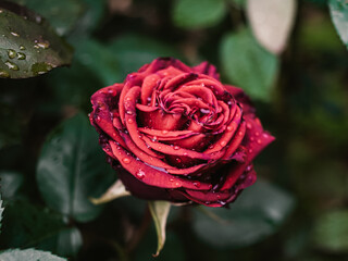 Close up of a red rose