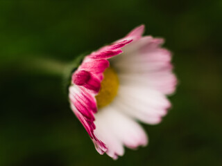 Close up of a pink flower