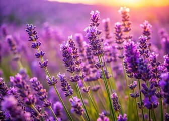 Fototapeta premium Serene Background of Lavender Flowers in Full Bloom for Relaxing and Tranquil Design Projects