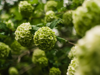 Green flowers in the garden