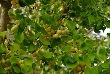 銀杏　ぎんなんの実