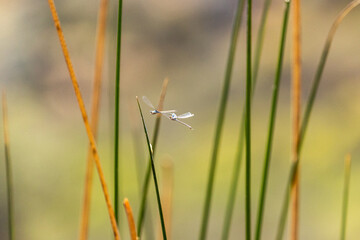 american bluet damselfly, northern california insects