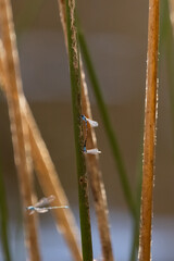 The vibrant blue American Bluet rests gently on aquatic vegetation, highlighting the tranquil beauty of a pristine California pond.