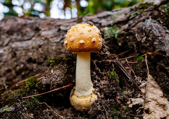 mushroom in the forest