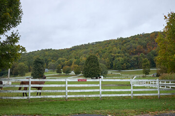 Fototapeta premium Horse pasture in early autumn with a white fence and trees in the background.