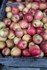 Autumn orchard cortlandt apples in a crate 