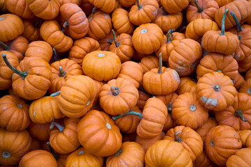Autumn tiny orchard sugar pumpkins in a crate 