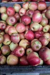 Autumn orchard cortlandt apples in a crate 
