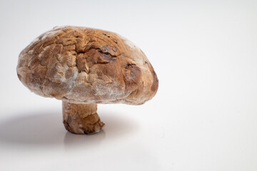 closeup photo of rotten mushroom with mold growth