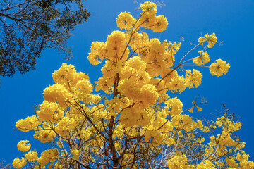 Yellow ipe tree, Tabebuia chrysantha, ipe-amarelo is National Tree in Brazil, is a native tree of the intertropical broadleaf deciduous forests of South America. Brasilia, Brazil. September of 2019.