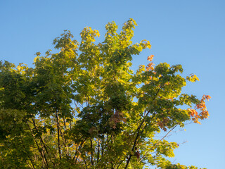 maple leaves in early autumn