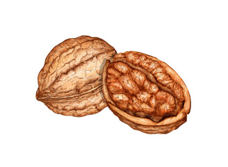 Whole walnut and half kernel with watercolor illustration of green leaves isolated from background. Realistic texture and natural colors of the shell and kernel of the nut. Ideal cooking, botanical 