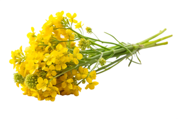 Sprig of fresh rapeseed isolated on white background as transparent. AI GENERATED