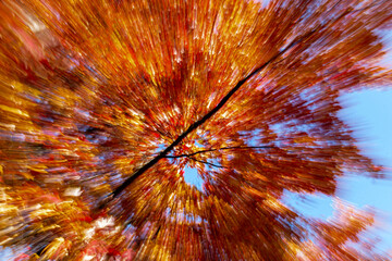 Fall colour, abstract leaf zoom blur effect