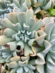 blue succulent plant with wavy leaves 