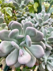 Blue succulents 