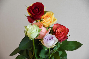 カラフルな薔薇