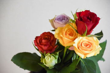 カラフルな薔薇