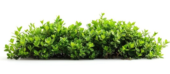 Obraz premium Green Bush Isolated on White Background