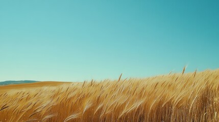 Golden Wheat Fields Swaying in the Breeze