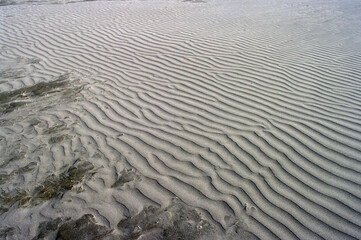延々と広がる太平洋。広大な砂浜が広がっている。砂地に根を生やしてしっかりと大地を捕まえている海浜の植物たちが、海風に呼応してそよいでいる。のどかな風景。時が経つのも忘れて私はこの景色を眺めていた。海鳴りが遠くから私を呼んでいるように聞こえた。一瞬、我に返った私。今、地球は泣いている。温暖化という重大な危機を迎え、偉大な地球が、今、悲鳴を上げている。私たちは何をなすべきか、できることは何か。