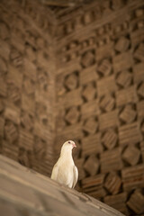 The dove at Ismail Samani Mausoleum or Samanid Mausoleum