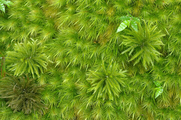 古代の森に静かに佇む御岩神社。樹齢数百年の杉の大木が鎮守の森にそびえている。パワースポット御岩神社。古代から連綿と続く古刹。一歩、足を踏み入れると、そこは深淵の森。山の神が住む森。足元には、しっとりと水分を含んだ深い緑のじゅうたんの苔。今、地球は泣いている。温暖化という重大な危機を迎え、偉大な地球が、今、悲鳴を上げている。私たちは何をなすべきか、できることは何か。