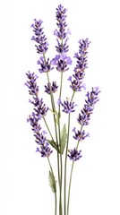 Fototapeta premium Lavender stems isolated on white background