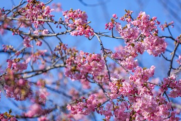 青空バックに見上げる満開の河津桜