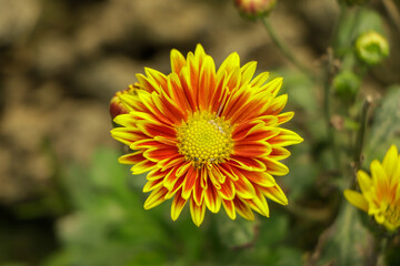 Flat lay of yellow orange chrysanthemum flower