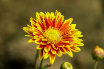 Yellow orange chrysanthemum flower in garden