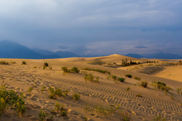 Sunlit desert dunes with vegetation and dramatic sky