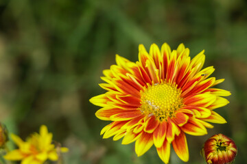 Yellow orange chrysanthemum flower in garden