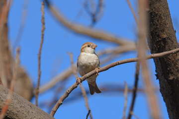 sparrow on a branch
