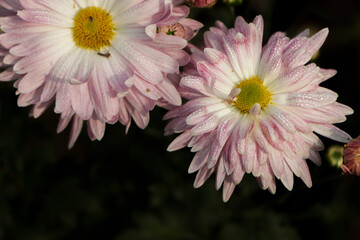 Pink chrysanthemum flowers autumn floral bouquet concept