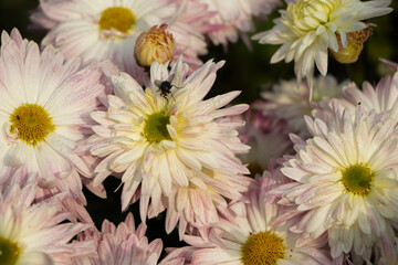 Pink chrysanthemum flowers autumn floral bouquet concept