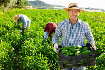 Successful young farmer stacking boxes with freshly harvested green peppers on farm plantation on...