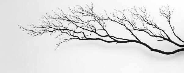 Fototapeta premium Branch with bare twigs on a white