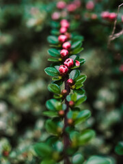 Red flowers in the garden