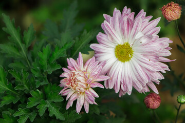 Obraz premium Pink chrysanthemum flower in garden with green leaf on background