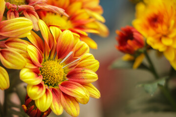 Yellow orange chrysanthemum flower in garden with copy space