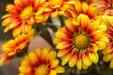 Yellow orange chrysanthemum flower background