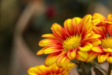 Orange yellow chrysanthemum flower in garden with copy space