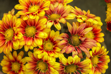 Full frame of yellow orange chrysanthemum flower in garden