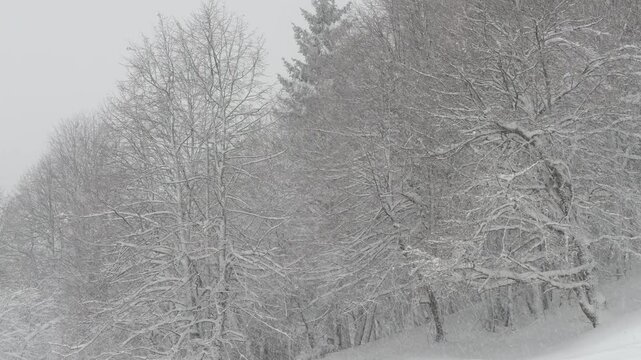 Raging blizzard engulfs the bare woodlands on a cold December day in the remote Slovenian countryside. Bare deciduous tree forest endures an intense snowstorm on a freezing winter day in January.